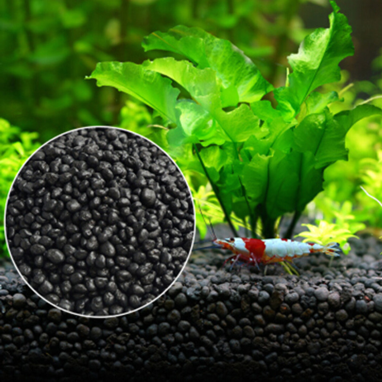 Aquarium Fish Quarantine - Bể Cá Cảnh Vật Có Hạt