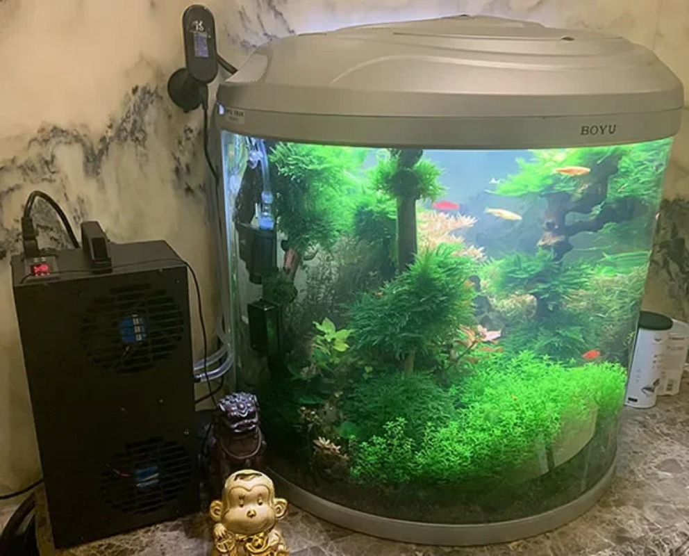 Constant Temperature Adjustabl - đánh giá và giá Aquarium Fish Small