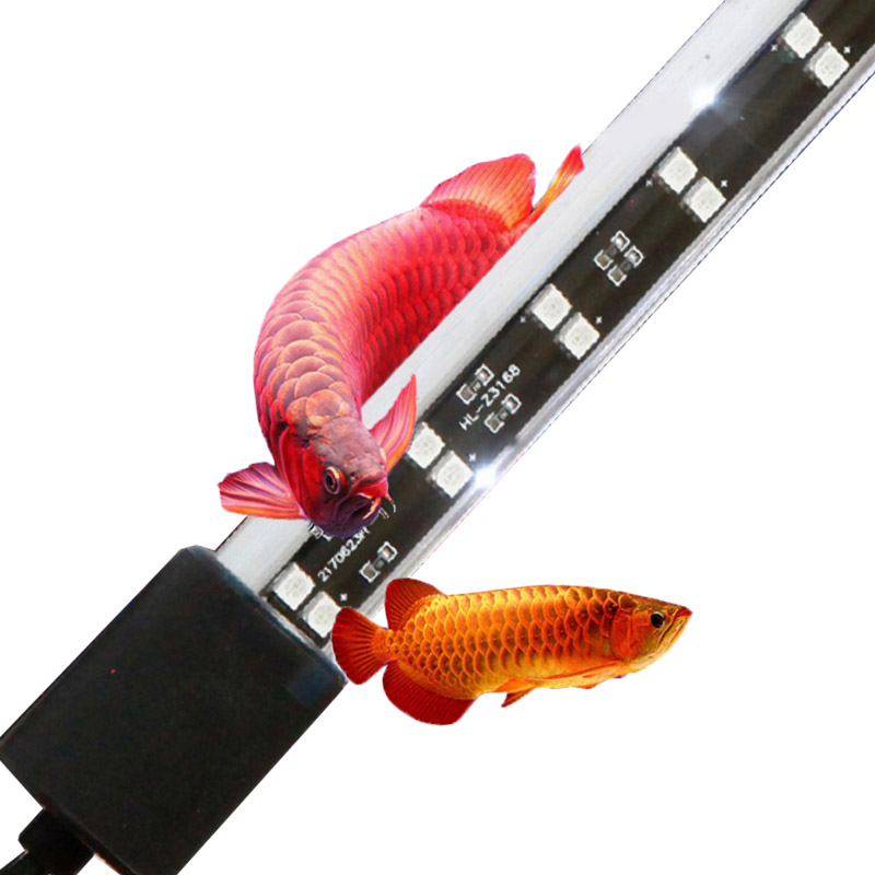 72cm 20 Watt Red Arowana Aquar - đánh giá và giá Aquarium Fish Keeping