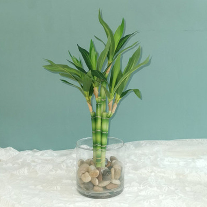 Mới 40Cm RFtificial May Mắn Tr - đánh giá và giá Aquarium Fish Names
