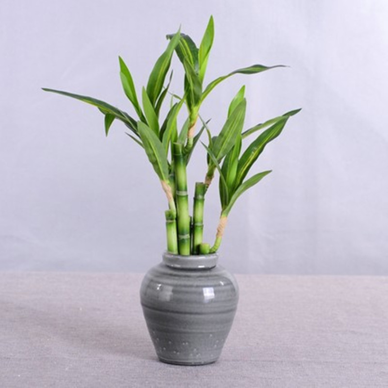 Mới 40Cm RFtificial May Mắn Tr - đánh giá và giá Aquarium Fish Names