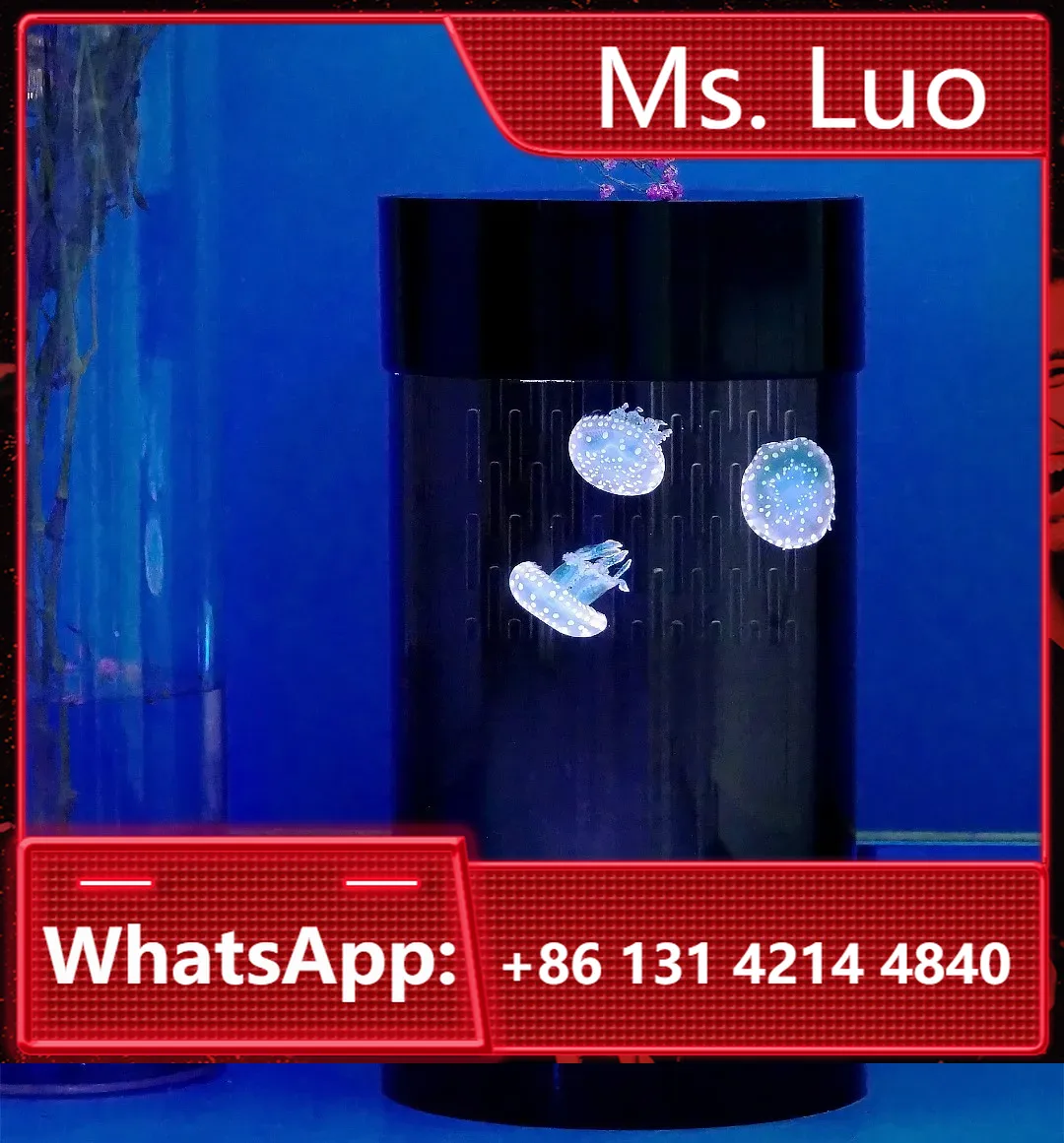 Best Amazon Sales Jellyfish Ta - đánh giá và giá Aquarium Fish In Amazon