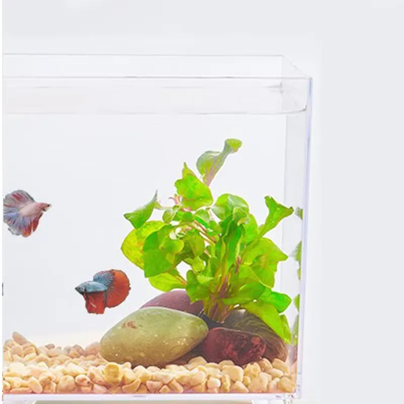 Factory Wholesale Small Fish t - đánh giá và giá Aquarium Fish Small