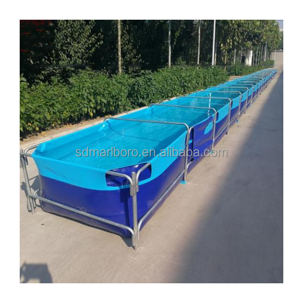 AIROW Custom Commercial High Q - đánh giá và giá Aquarium Fish Sale