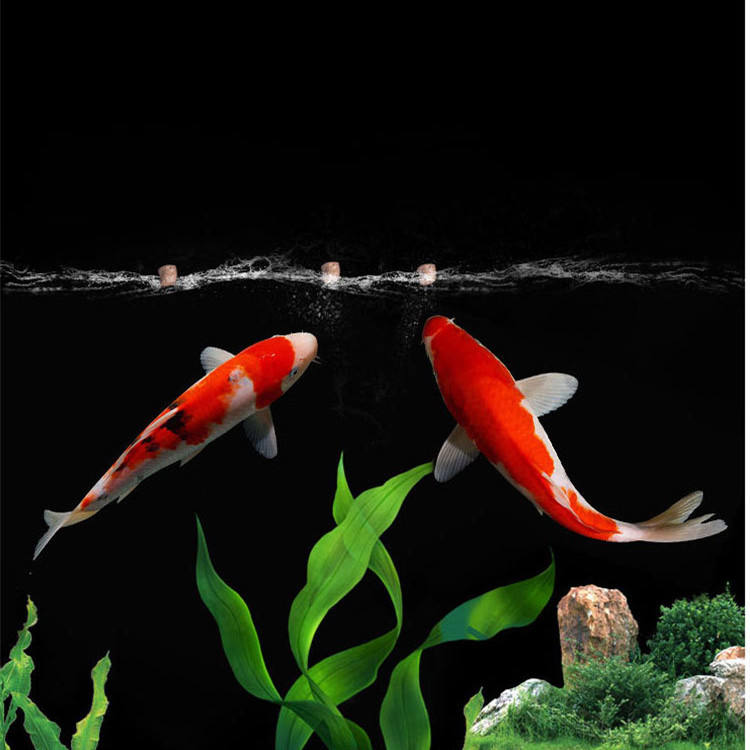 wholesale export high-quality  - đánh giá và giá Aquarium Fish Exporter