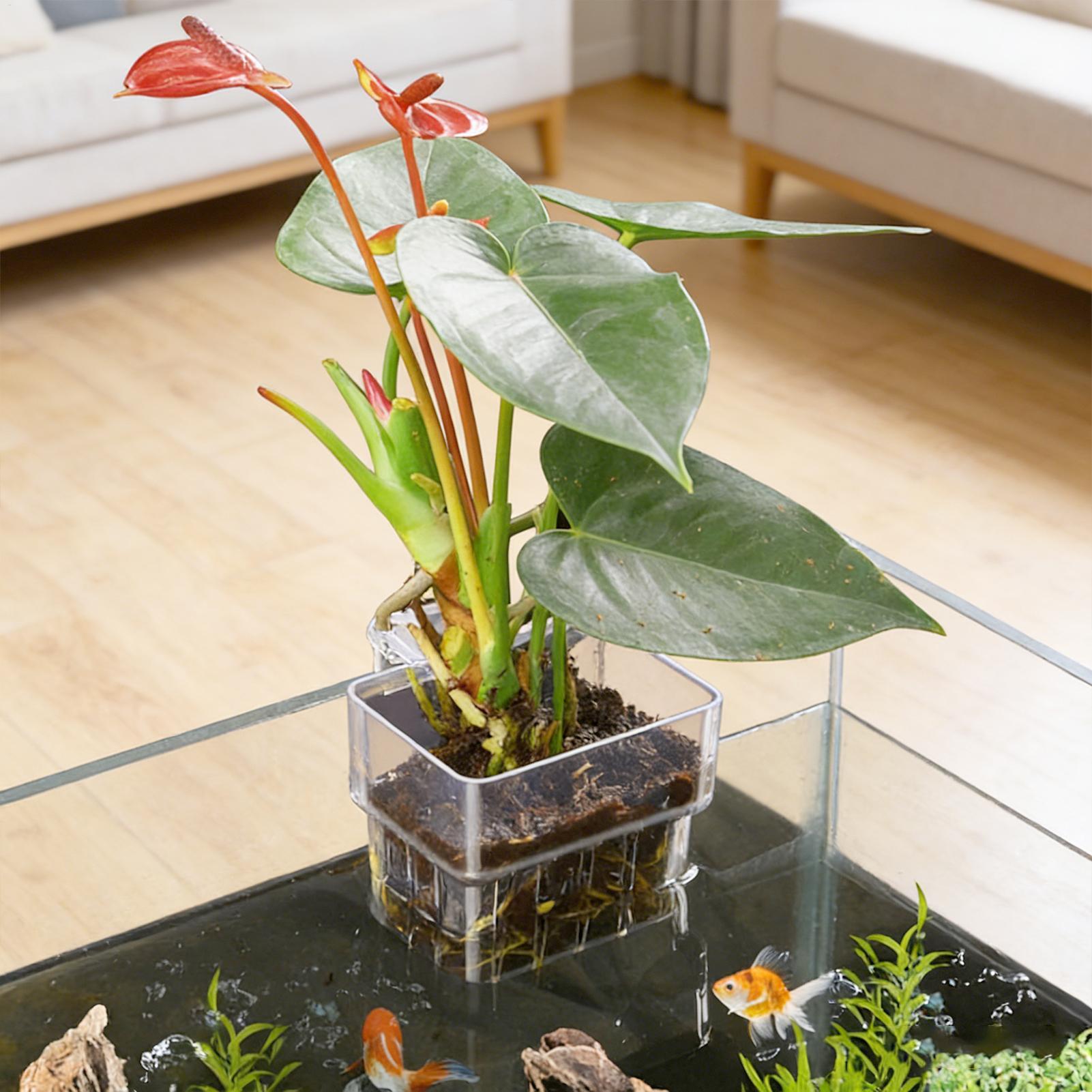 Transparent Hangable Aquarium  - đánh giá và giá Aquarium Fish Names