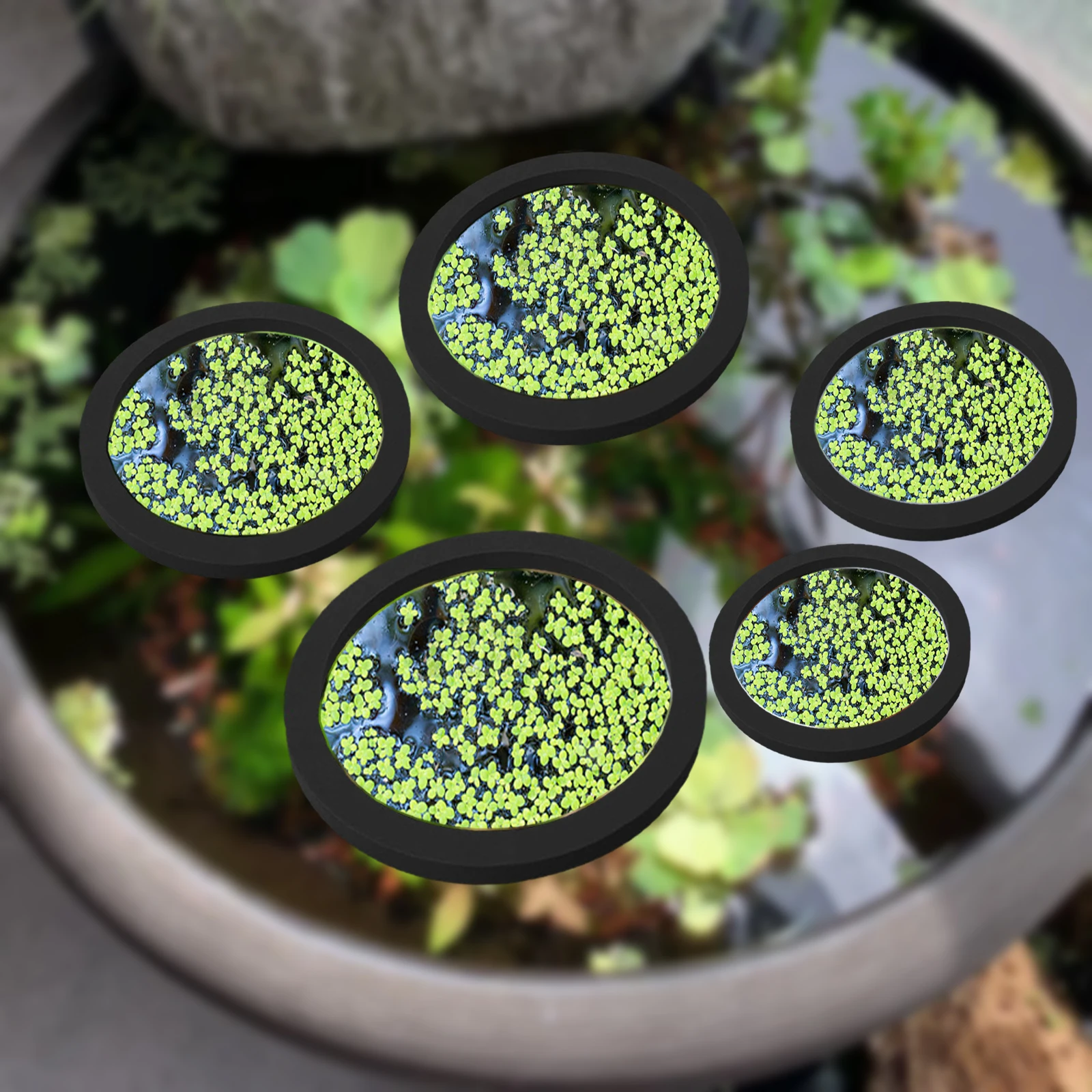 5Pcs EVA Fish Feeding Ring Aqu - đánh giá và giá Aquarium Fish Bowl