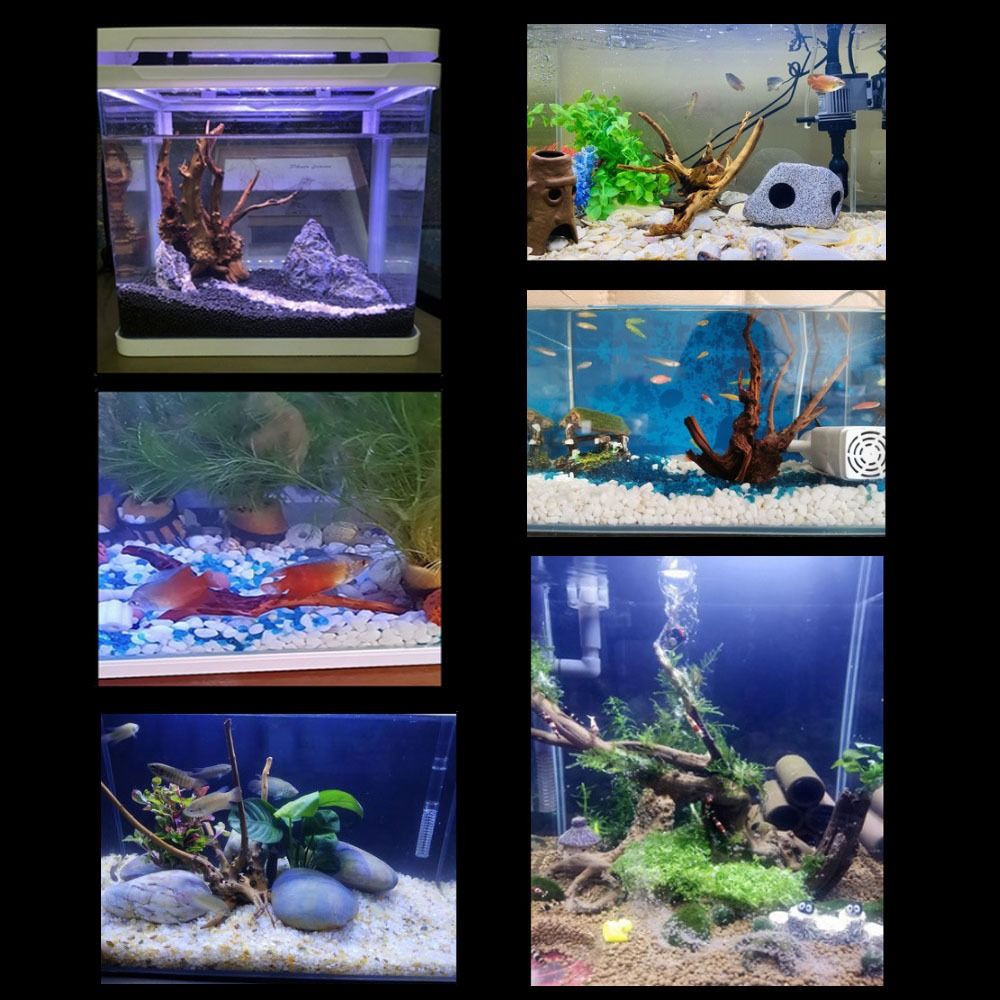 20-25CM Large Aquarium Driftwo - đánh giá và giá Aquarium Fish Big