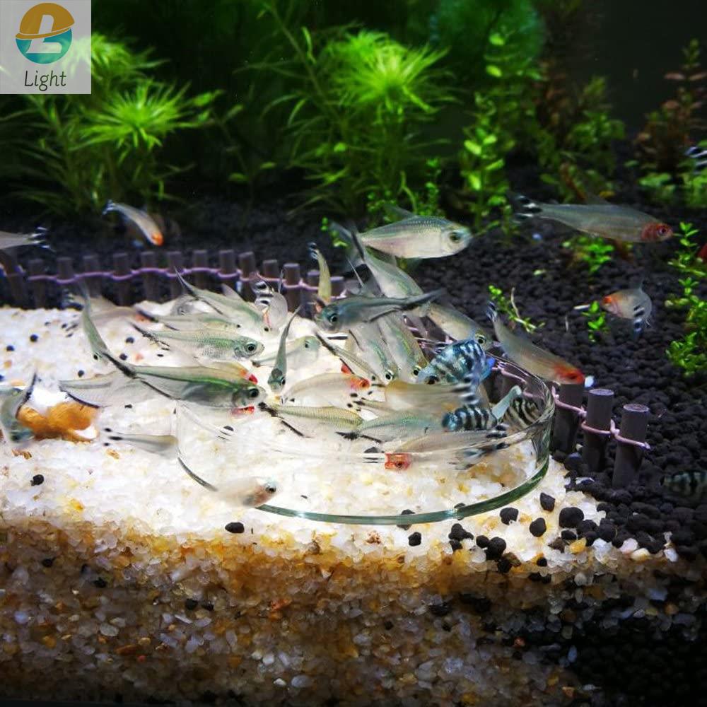 Hồ Cá Ăn Bát Món Ăn Trong Suốt - đánh giá và giá Aquarium Fish Keeping